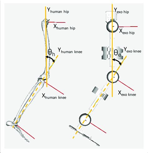 Knee Joint Flexion And Extension Download Scientific Diagram | Images ...