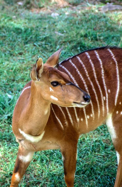 African Nyala Deer By Chua ChinLeng | ubicaciondepersonas.cdmx.gob.mx