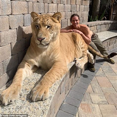 Now that's a big cat! Apollo the liger weighs 705lbs, 'eats anything in ...