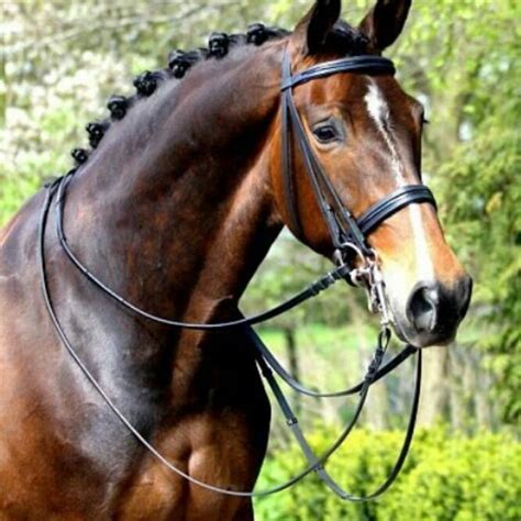 Horse Breeds - Stableexpress