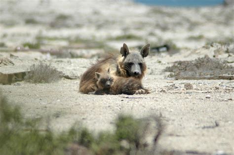 Brown Hyenas Lead Fascinating Lives In Namibia Amid Many Challenges ...