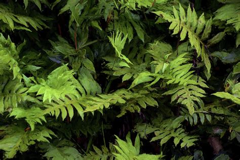 Ferns in the Florida Wetlands Photograph by JC Findley - Pixels