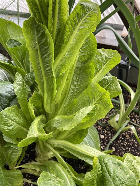 Growing Lettuce in a Greenhouse - Growing Spaces Greenhouses