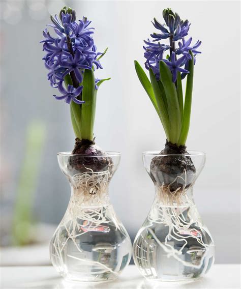 How and when to plant hyacinth bulbs: easy tips for a gorgeous spring ...