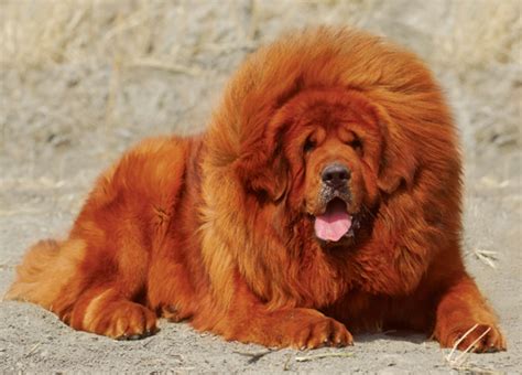 Tibetan Mastiff vs Bernedoodle - Breed Comparison