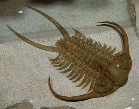 The Trilobites Were Alive During What Era