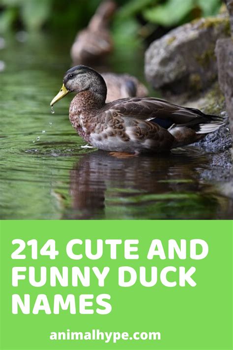 Cute and Funny Pet Duck Names in 2020 | Pet ducks, Funny duck names ...