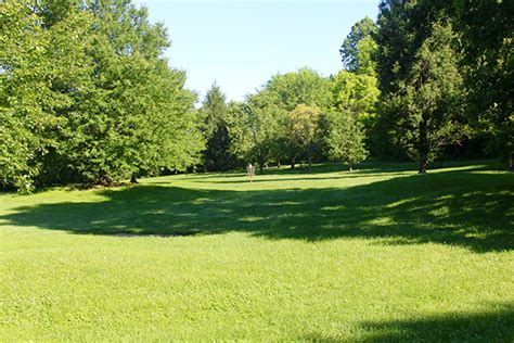 Best Summer Shade Trees for Landscaping a Chicagoland Yard