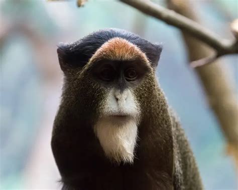 De Brazza's Monkey - Facts, Diet, Habitat & Pictures on Animalia.bio