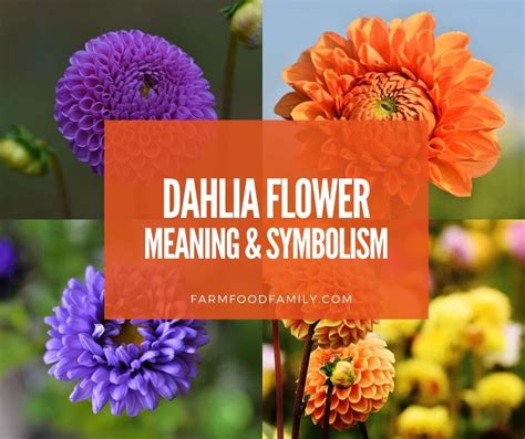 Dahlia Flower Meaning, Symbolism - The Queen of the Autumn Garden