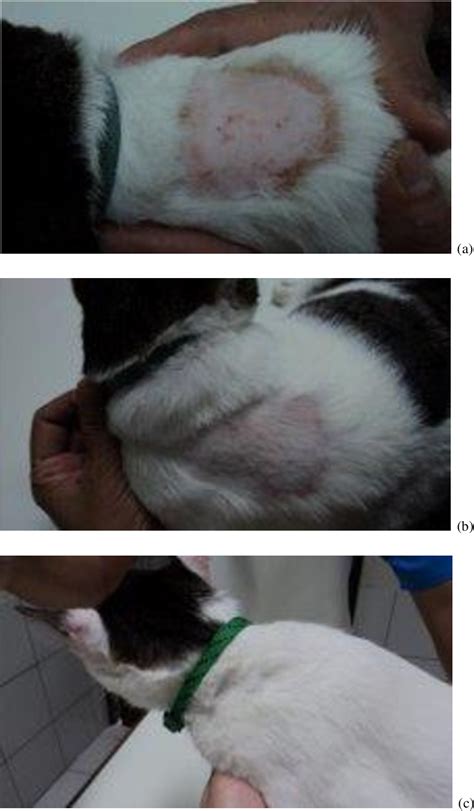 Treatment of Microsporum canis Infection in a Cat Using a Fungal ...