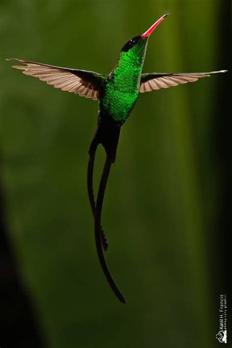 Jamaica National Bird #DoctorBird #hummingbird #beautiful | Jamaica ...