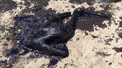 PHOTOS: California oil spill has deadly effect on wildlife - ABC7 Los ...