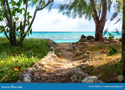 Moorea beach stock image. Image of jungle, moorea, vacation - 241792413