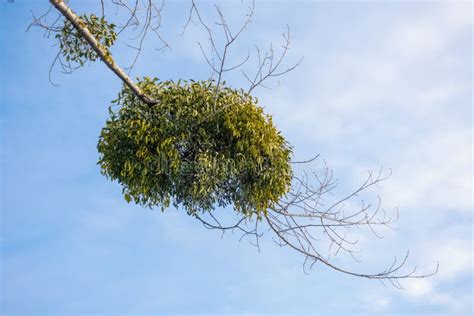 Mistletoe parasite plant stock image. Image of christmas - 169381503