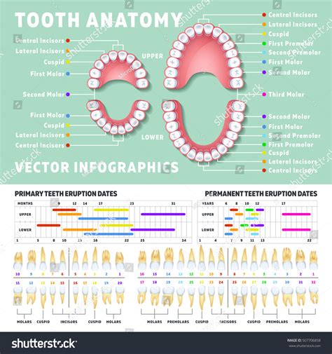 Human Teeth Anatomy