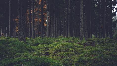 The Best 21 Dark Forest Aesthetic Wallpaper Laptop - biscliwasunt