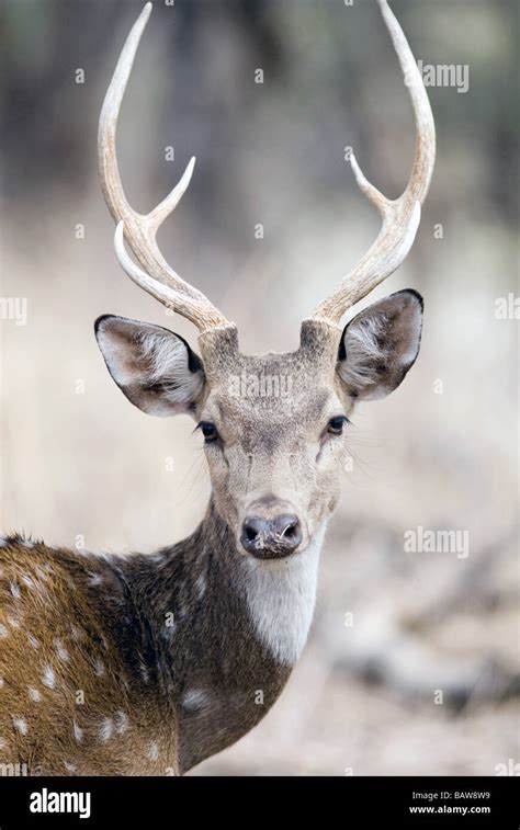 A male Chital, or Spotted deer, with antlers Stock Photo: 23912709 - Alamy