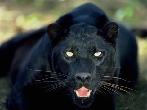 Angry Black Puma Photos