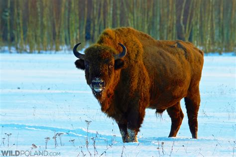 Winter Wildlife Festival - Wild Poland