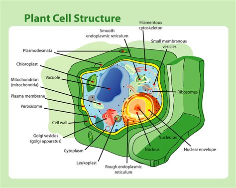 File:Plant cell structure.png