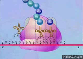 Protein Synthesis Animation Video on Make a GIF