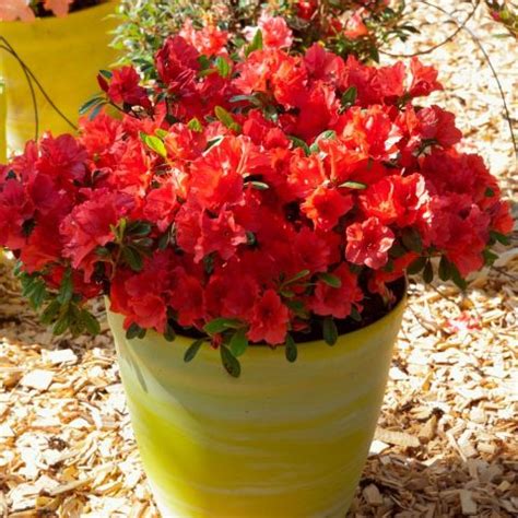 Encore Sunset hybrid Azalea - Repeat-flowering, with orange vermillion ...