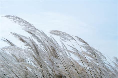 Free stock photo of beautiful, cold, fall pictures, field, flora, frost ...