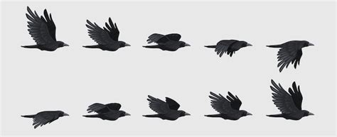 Premium Vector | Crow fly sequence black flying raven silhouette black ...