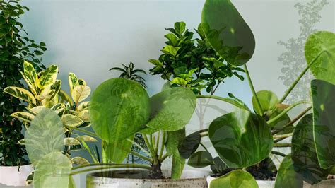 15 Best Indoor Plants For Oxygen Production in the World :Don't miss ...