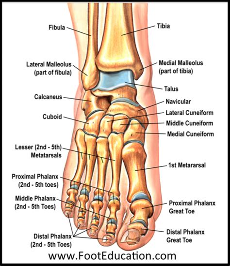 Bones and Joints of the Foot and Ankle Overview - FootEducation