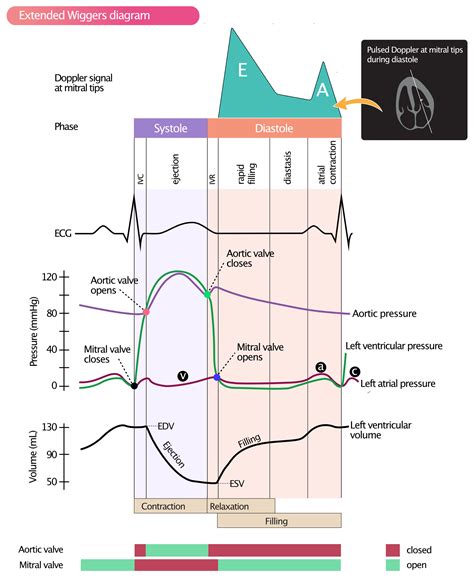 Wiggers diagram showing pressure, volume, Doppler signal, ECG and AV ...