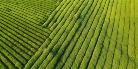 Premium AI Image | A field of soybeans is seen in this undated image.