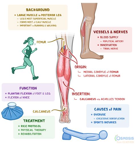 Torn Calf Muscle: Analyzing the Injury with Detailed Pictures - Learn ...