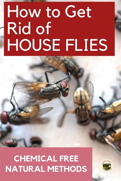 Natural Ways to Get Rid of House Flies in 2021 | Get rid of flies ...