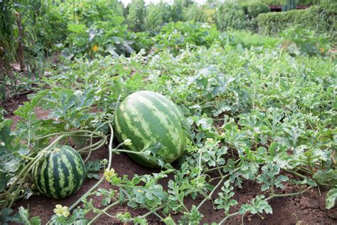 Growing Watermelon in Open Land, in Raised Beds, or on a Trellis - Food ...