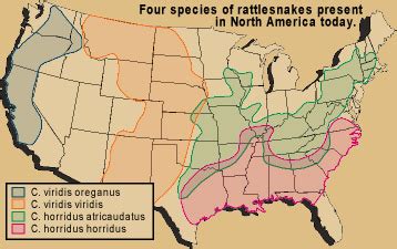 WHERE DO RATTLESNAKES LIVE? |The Garden of Eaden