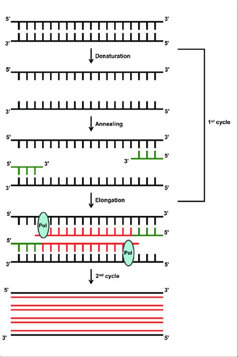 Polymerase Chain Reaction Diagram