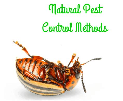 Natural Garden Pest Control - A Healthier & Safer Solution