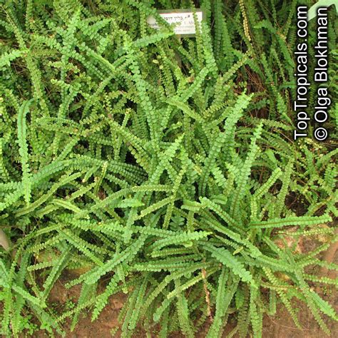 Nephrolepis duffii, Nephrolepis cordifolia Duffii , Pigmy Swordfern ...