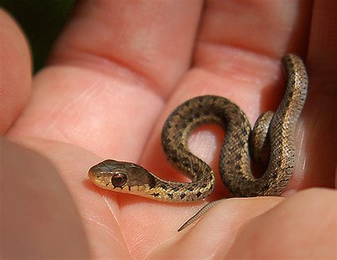 Sssssnakes! Cute Baby Snakes! - Baby Animal Zoo