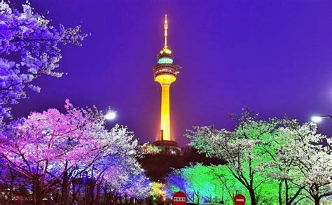 Cherry Blossoms at N Seoul Tower (Namsan Park) near Myeongdong, Seoul