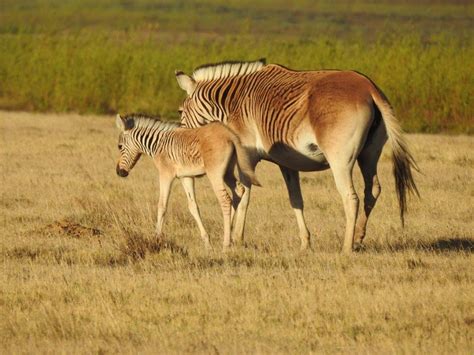 Quagga Zebra - Facts, Species & Habitat Information