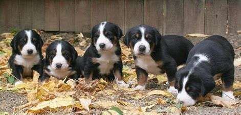 Greater Swiss Mountain Dog Puppies For Sale | New York, NY #261744