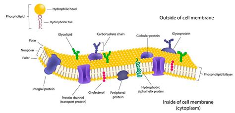 Biology | Free Full-Text | Nanoparticles Coated with Cell Membranes for ...