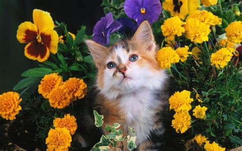 Cat and Flower Wallpapers - Top Free Cat and Flower Backgrounds ...