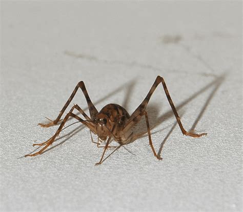 Dan Greenspan's Blog » I Hate Cave Crickets