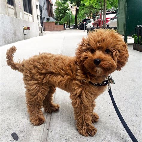 Petit Jean Puppies - Goldendoodle Puppies For Sale, Cavapoo And ...