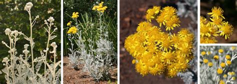 Dusty Miller, Senecio cineraria – Wisconsin Horticulture