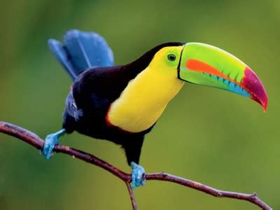 World Beautiful Birds : Keel Billed Toucan | Information & Lates Pictures